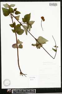 Desmanthodium ovatum image