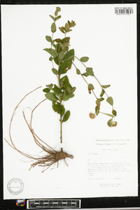 Paneroa stachyofolia image