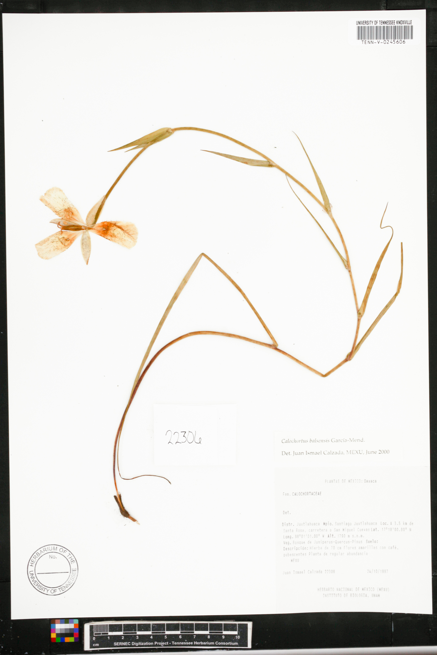 Calochortus balsensis image