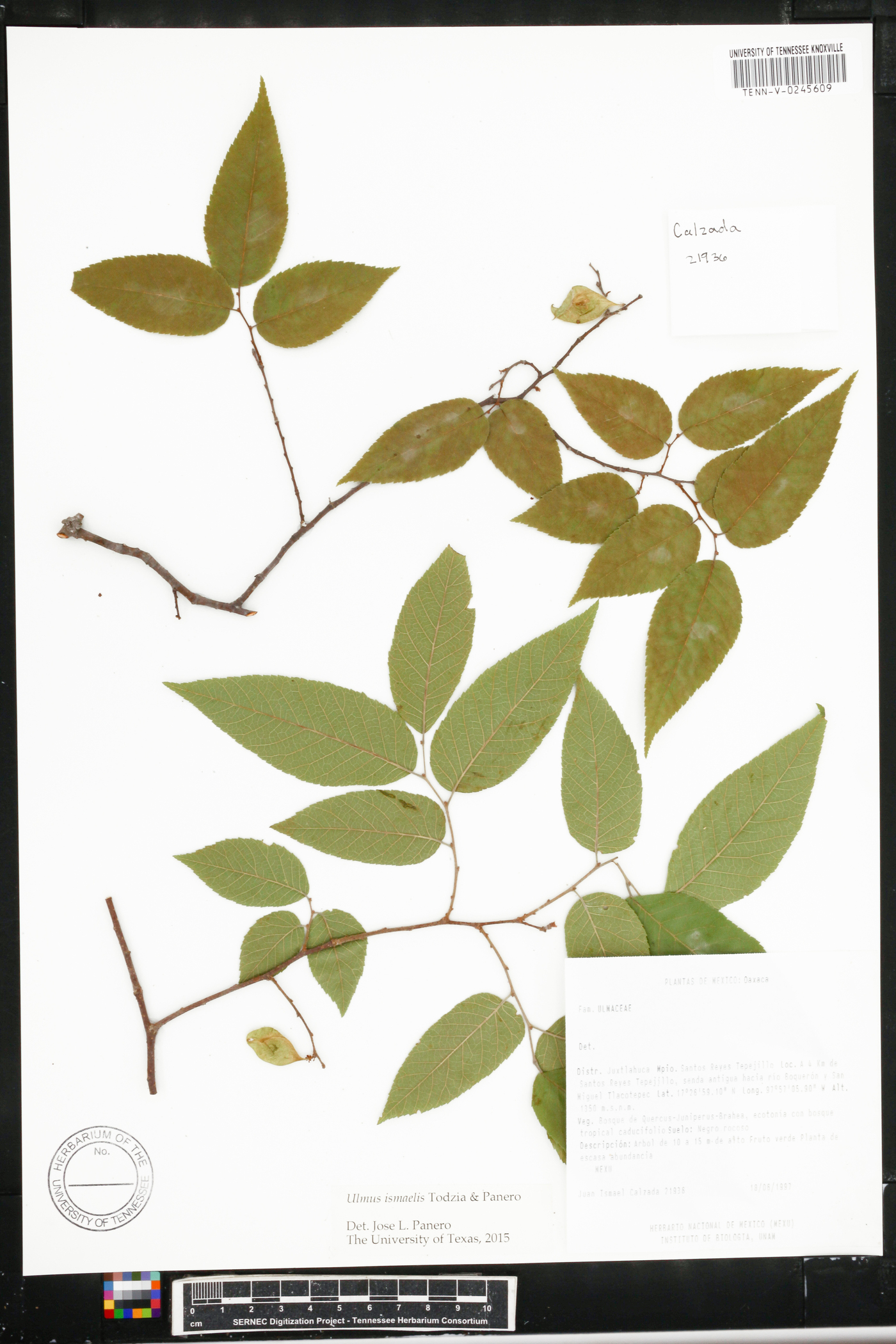 Ulmus ismaelis image