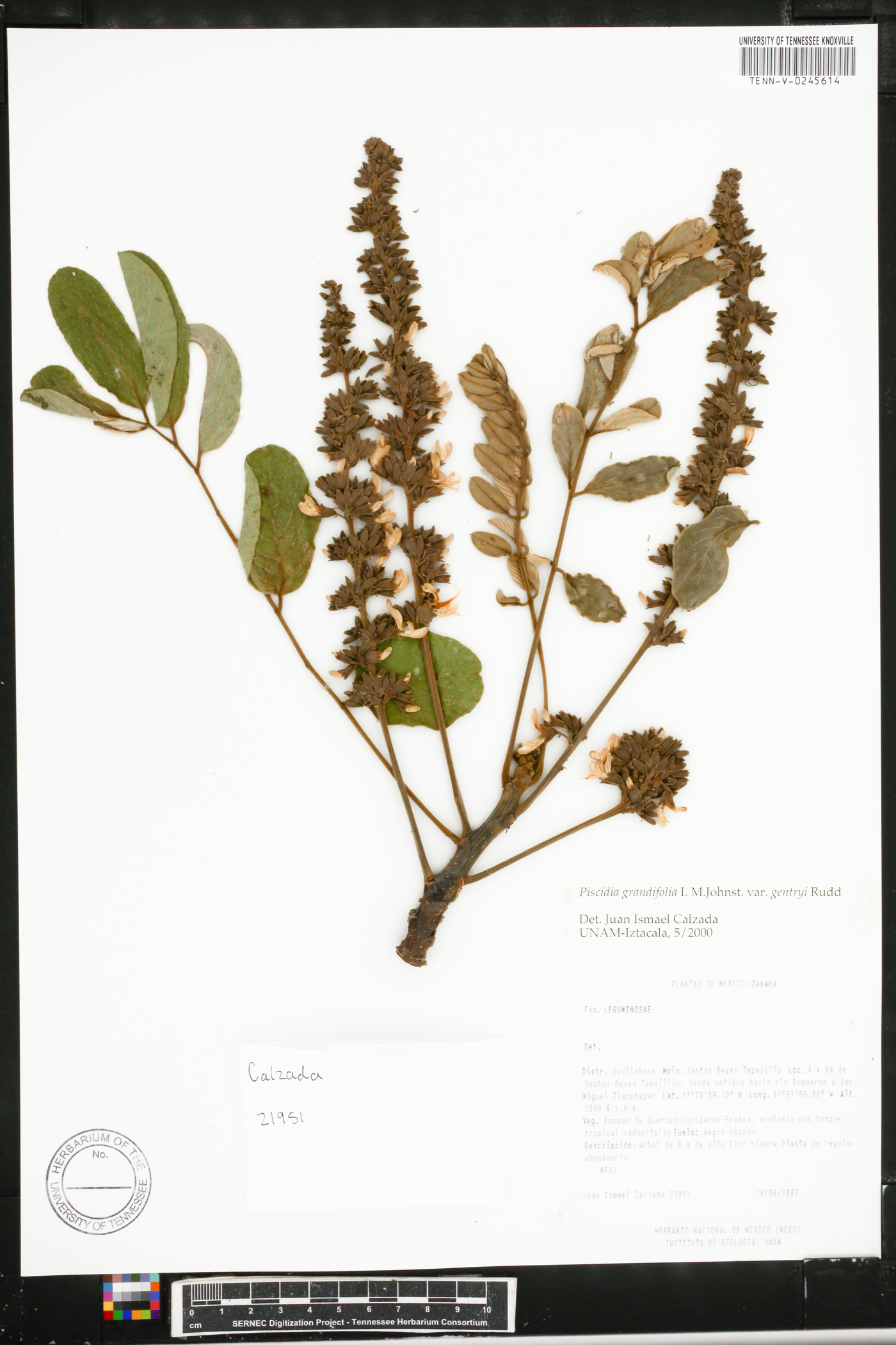 Piscidia grandifolia image