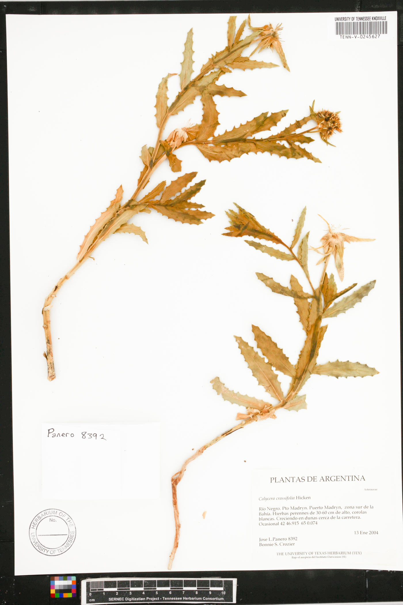 Calycera crassifolia image