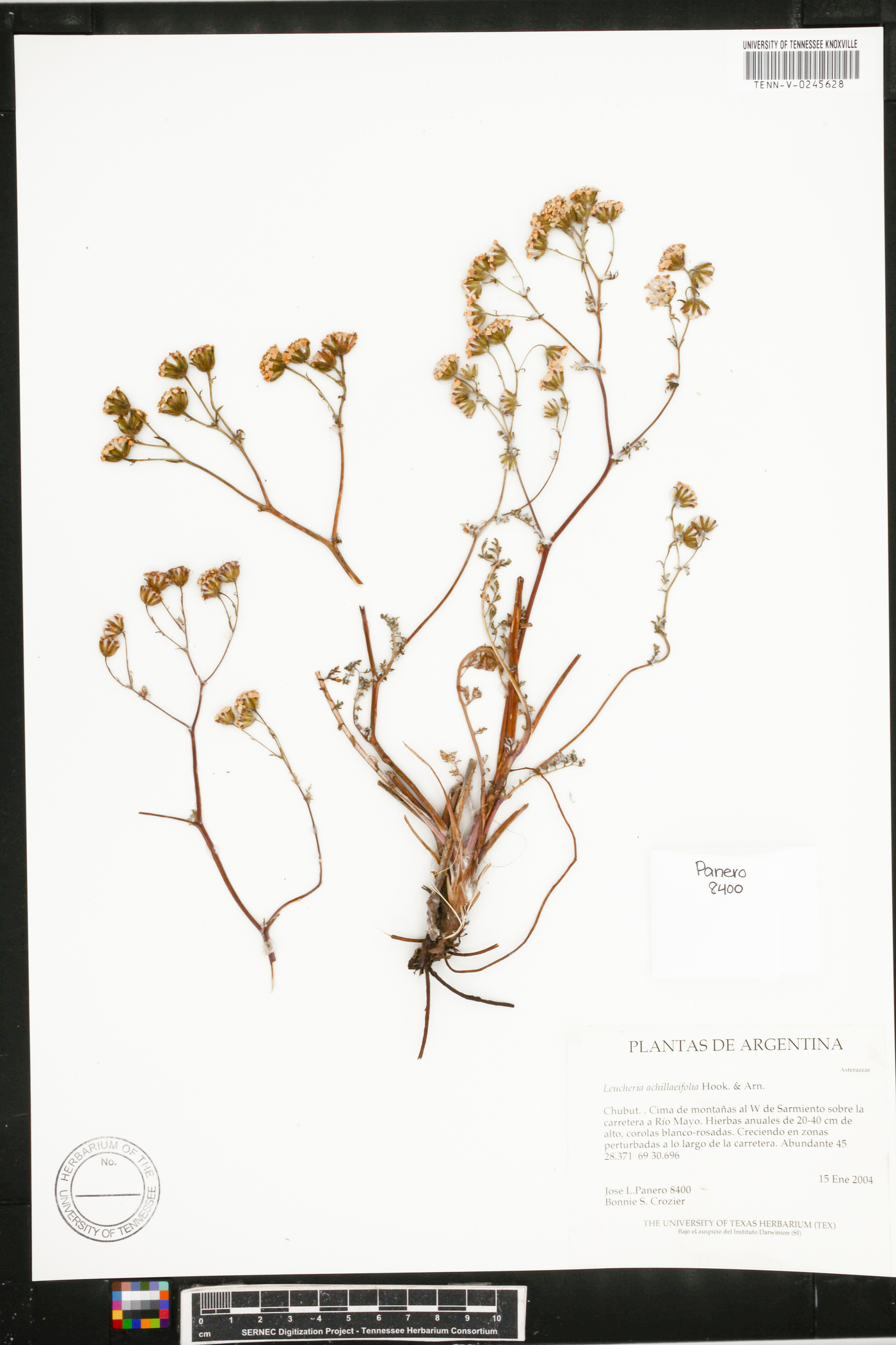 Leucheria achillaeifolia image