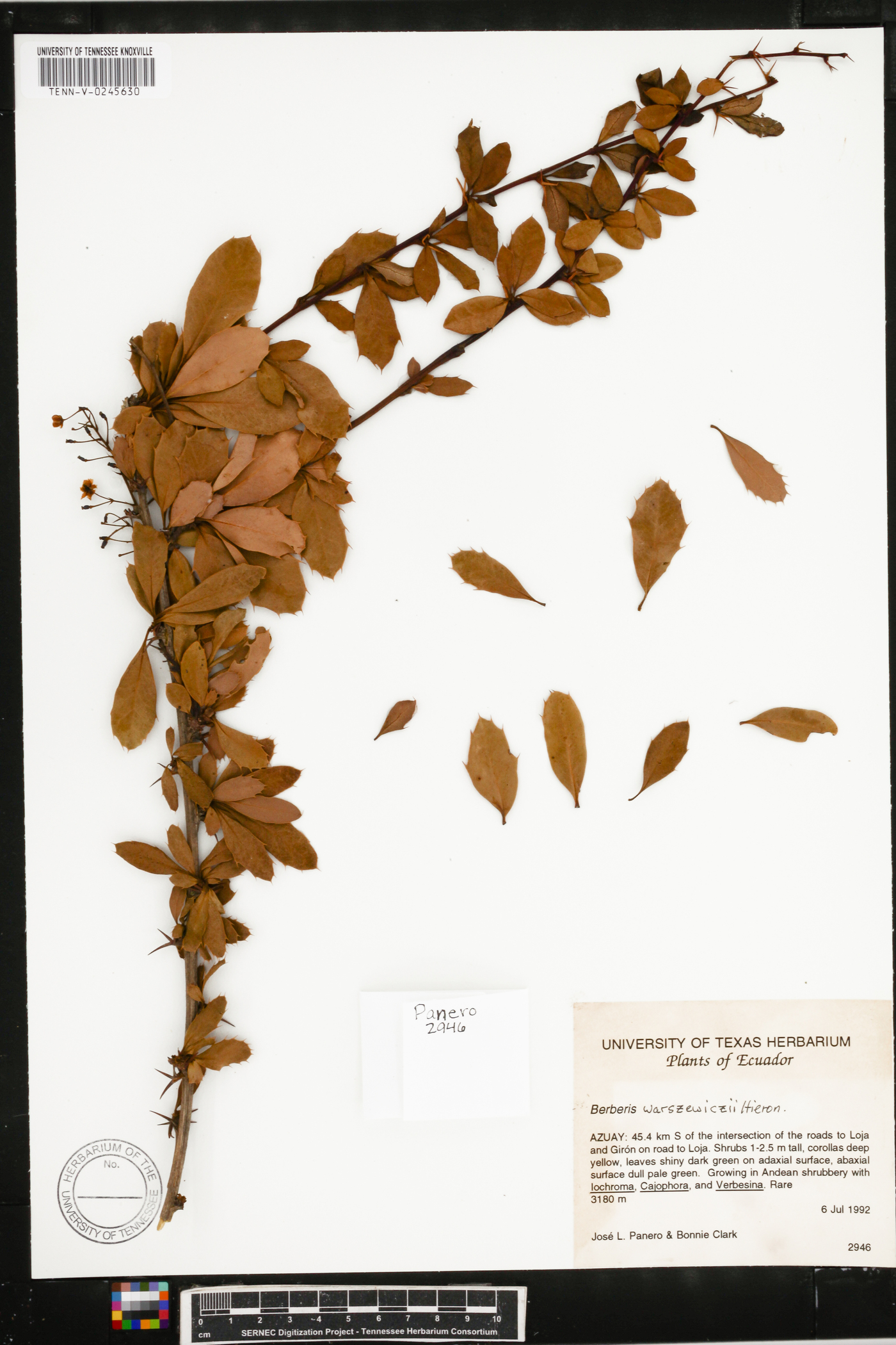 Berberis multiflora image