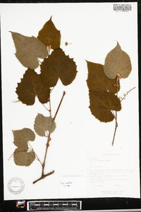 Vitis tiliifolia image