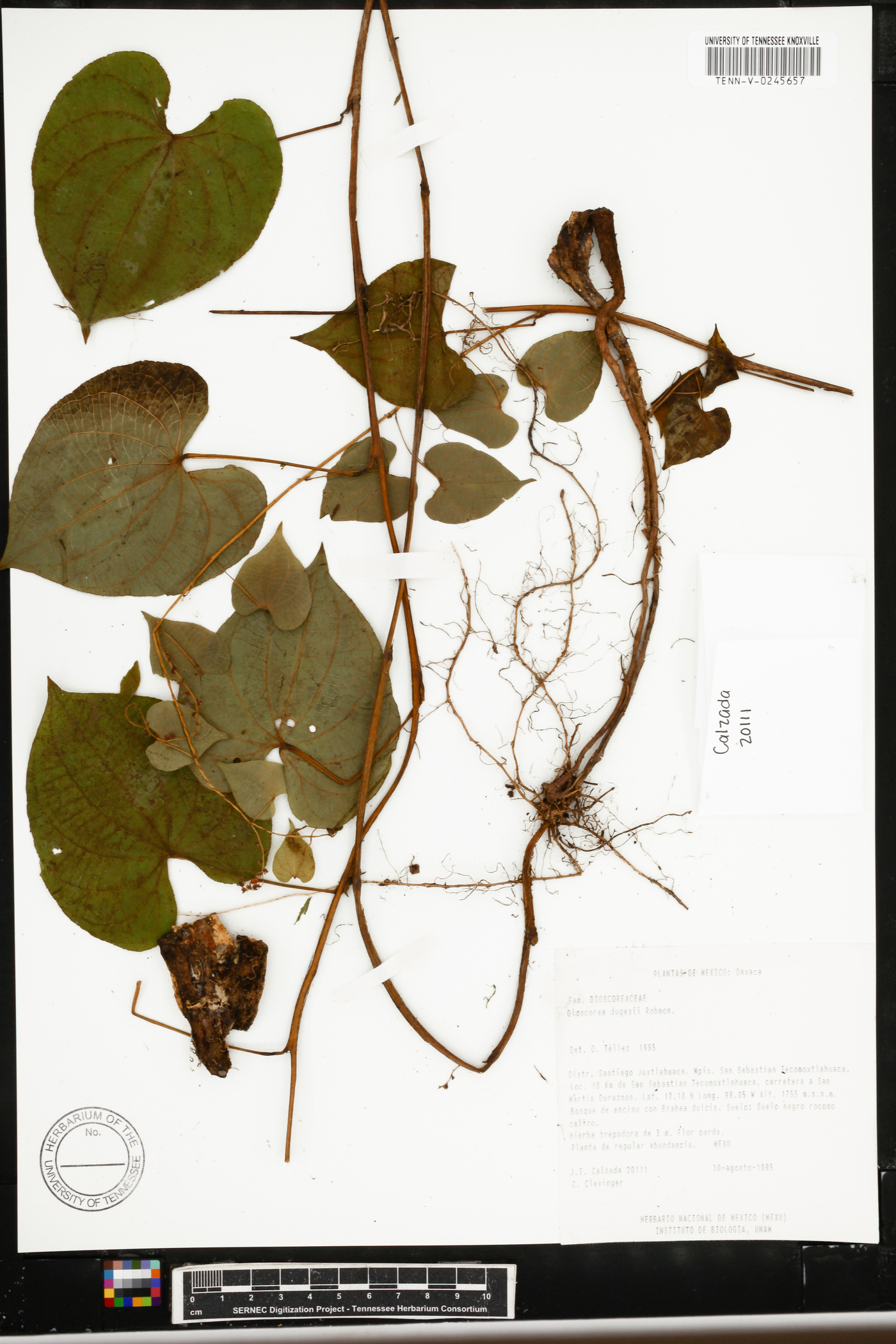 Dioscorea dugesii image