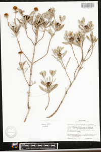 Borrichia frutescens image