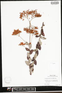 Eriogonum multiflorum image