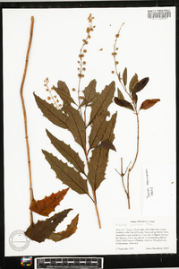 Buddleja racemosa image