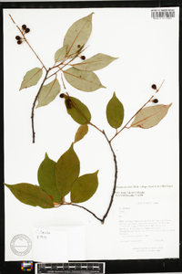 Prunus serotina subsp. capuli image