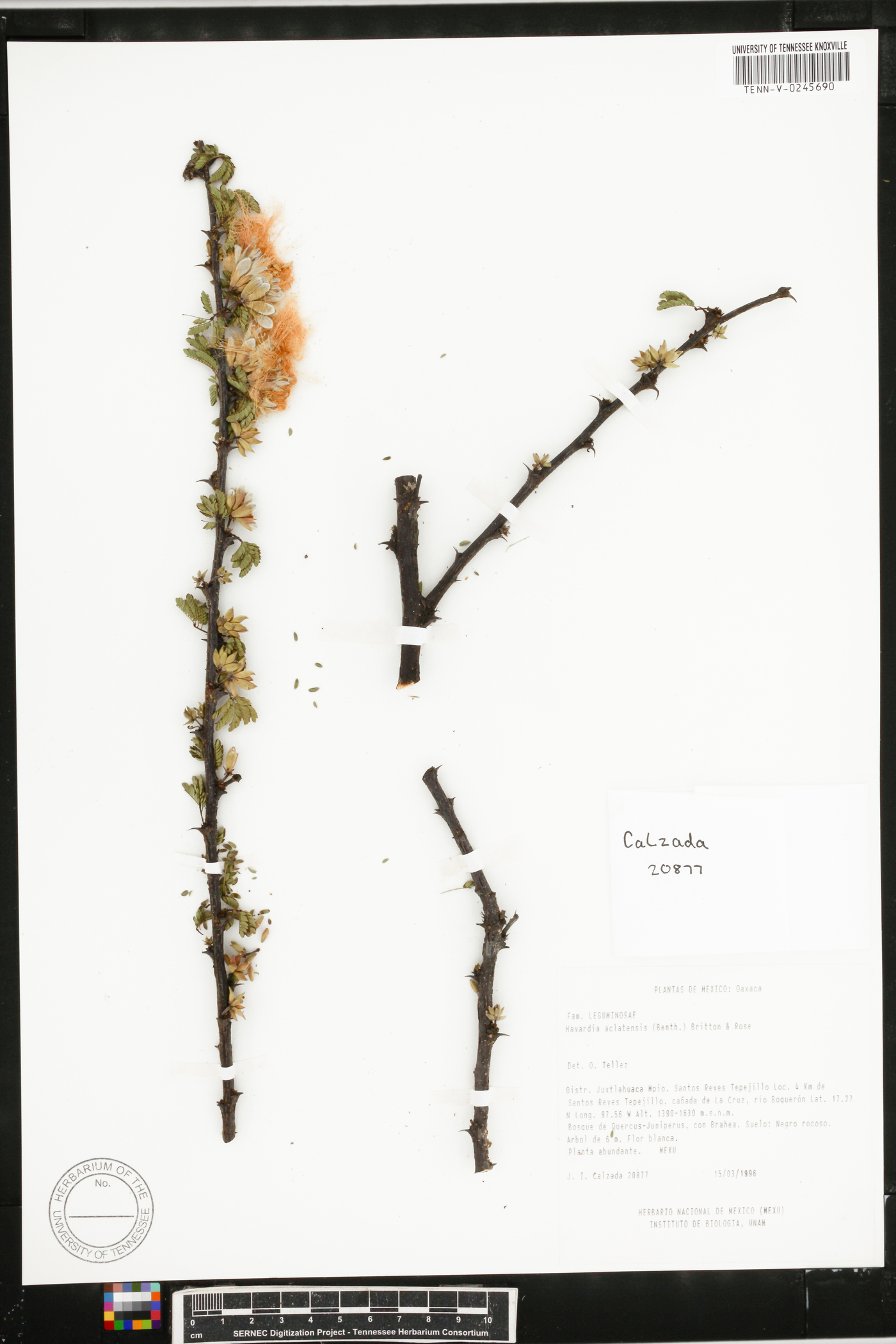 Havardia acatlensis image