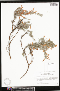 Image of Clinopodium sericifolium