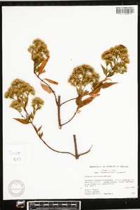 Image of Piqueria peruviana