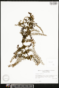 Coriaria thymifolia image