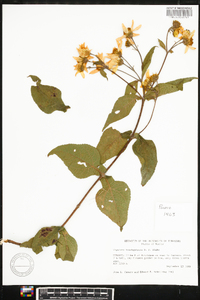 Viguiera trachyphylla image