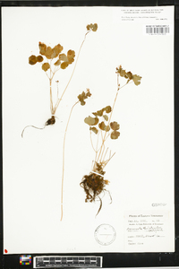 Thalictrum thalictroides image