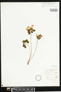 Thalictrum thalictroides image