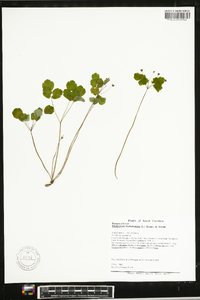 Thalictrum thalictroides image