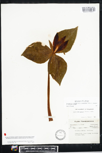 Trillium luteum image