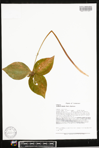 Trillium luteum image