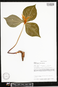 Trillium luteum image