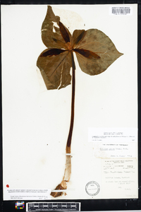 Trillium luteum image