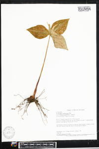 Trillium luteum image