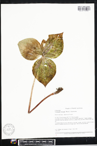 Trillium luteum image