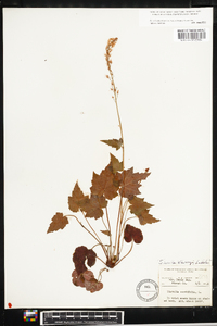 Tiarella cordifolia image