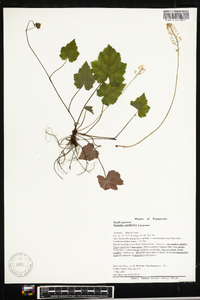 Tiarella cordifolia image