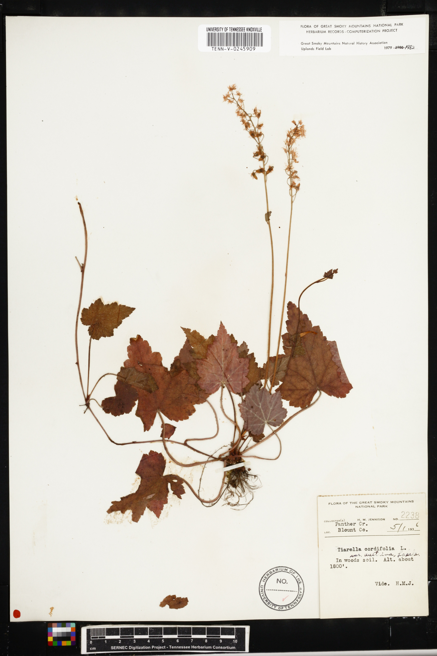 Tiarella cordifolia var. austrina image