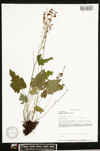 Tiarella cordifolia image