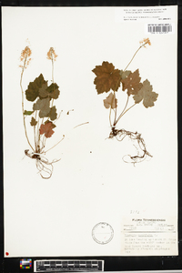 Tiarella cordifolia image