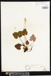 Tiarella cordifolia image
