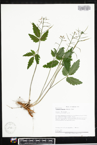 Cardamine diphylla image