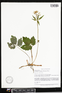 Cardamine diphylla image