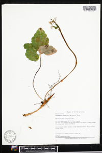 Cardamine diphylla image