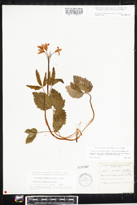 Cardamine diphylla image