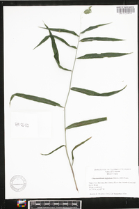 Chasmanthium latifolium image