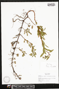 Ludwigia peploides image