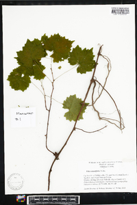 Vitis rotundifolia image