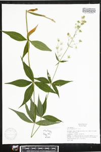 Silene stellata image