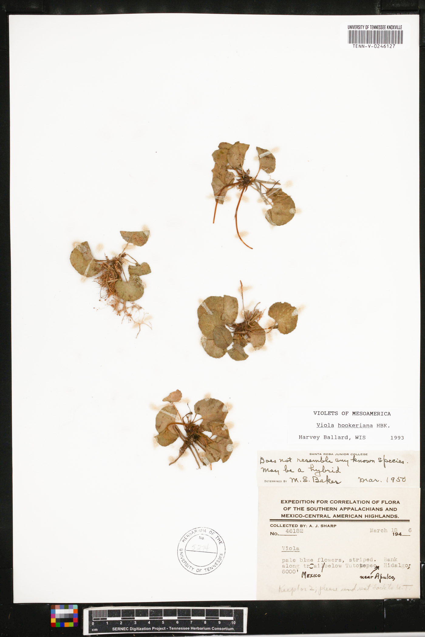 Viola hookeriana image