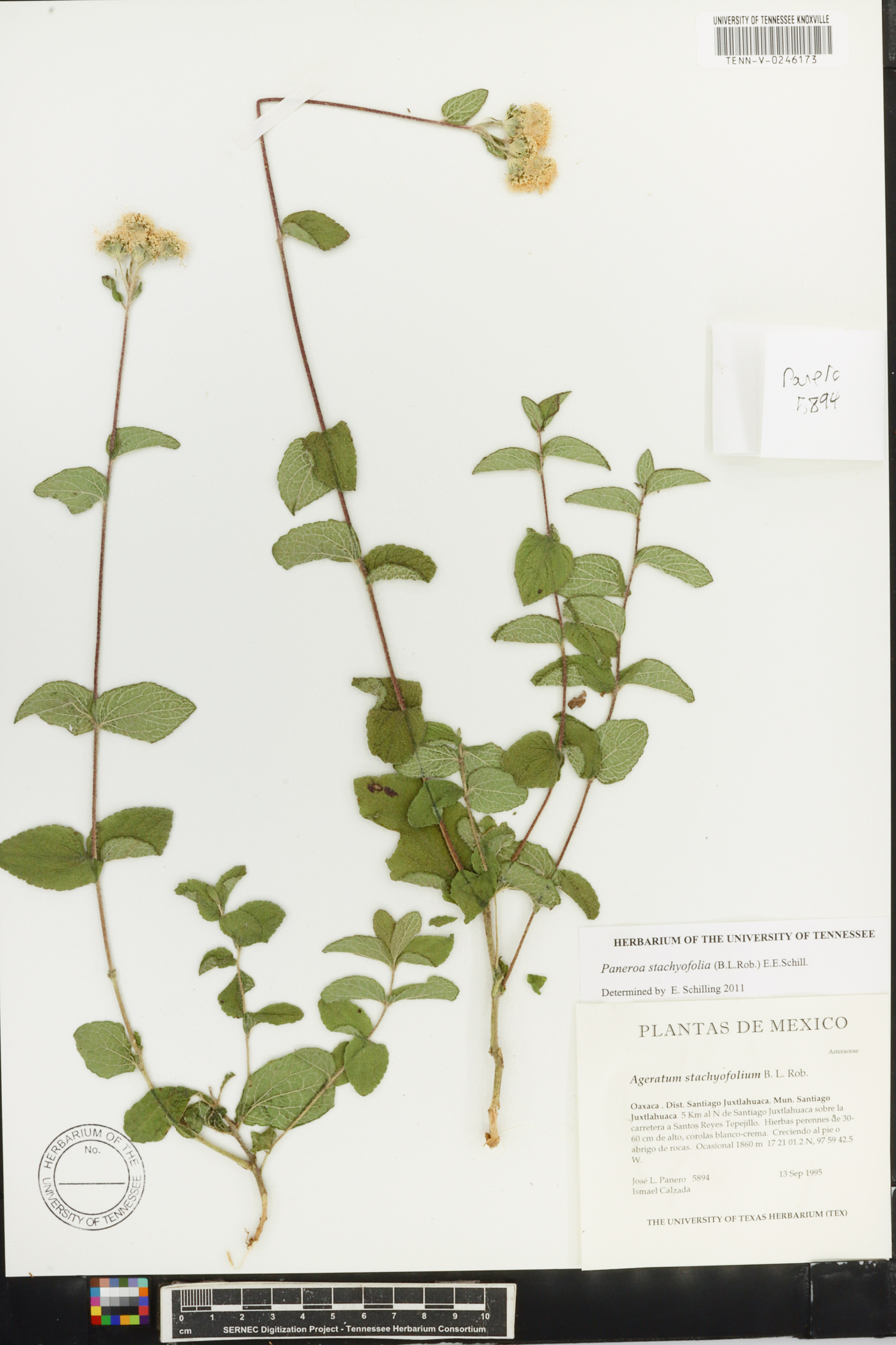 Paneroa stachyofolia image