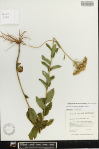 Paneroa stachyofolia image