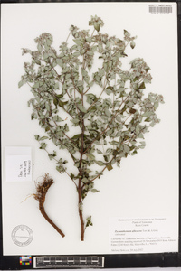 Pycnanthemum albescens image