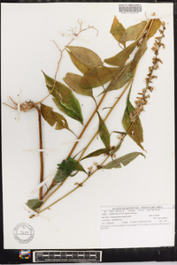 Campanulastrum americanum image