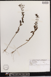 Trichostema dichotomum image