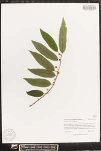 Schisandra propinqua image