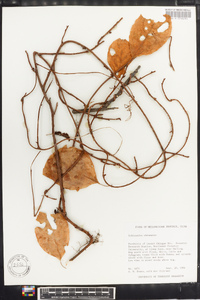 Schisandra chinensis image